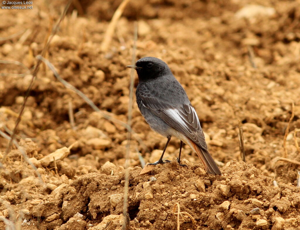 Black Redstart