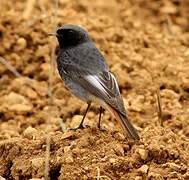 Black Redstart