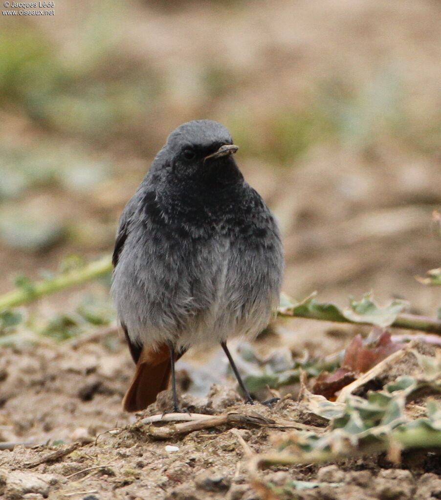 Black Redstart