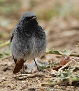 Black Redstart