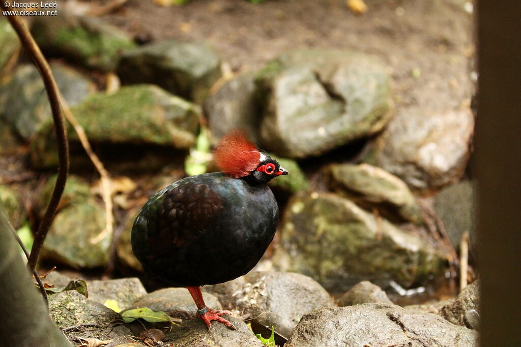 Crested Partridge