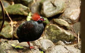 Crested Partridge