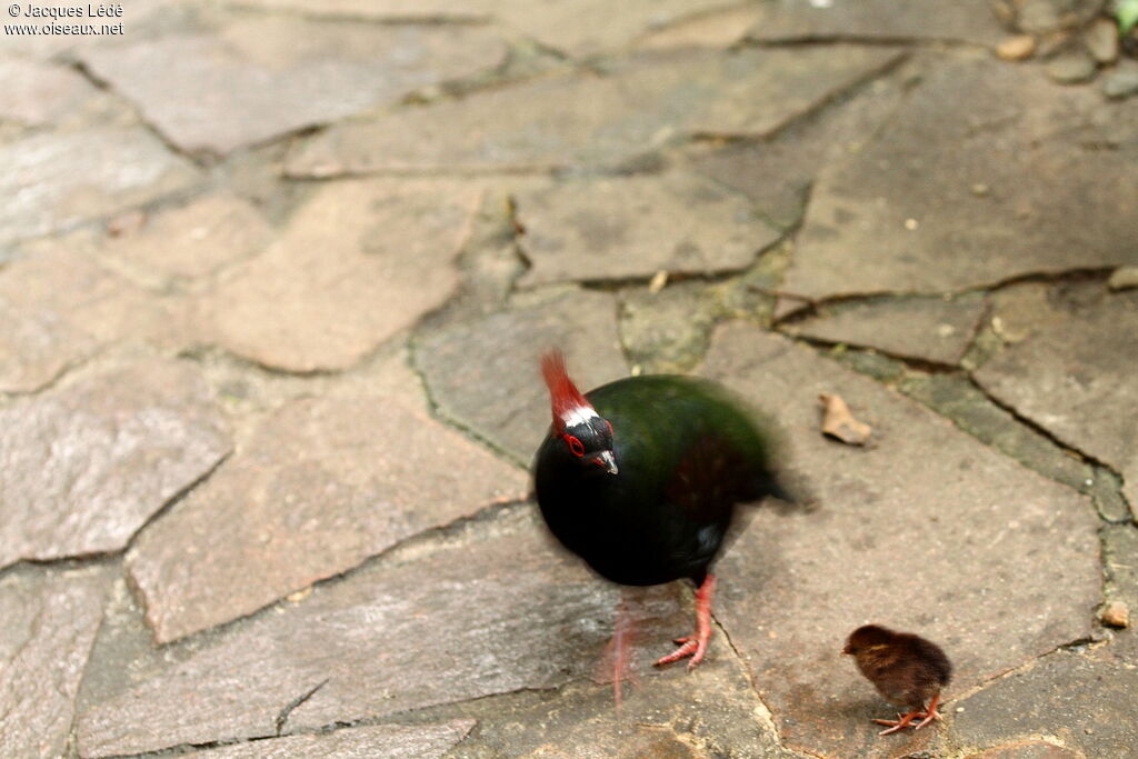 Crested Partridge