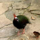 Rouloul couronné