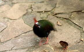 Crested Partridge