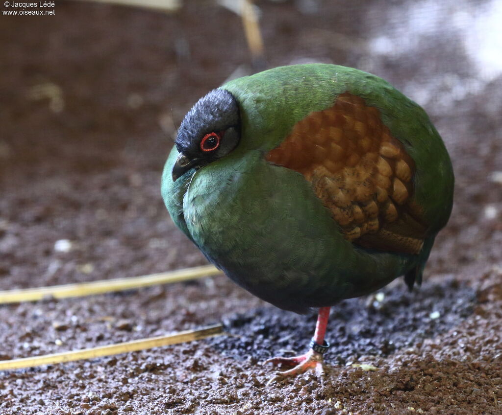 Crested Partridge