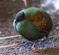 Crested Partridge