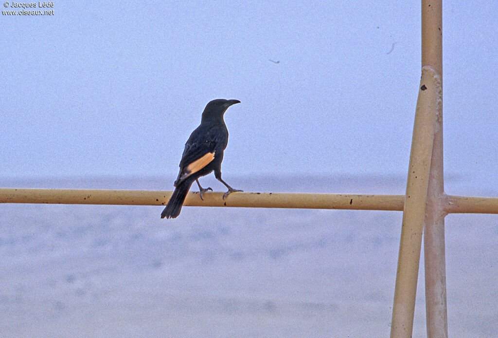 Tristram's Starling