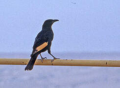 Tristram's Starling