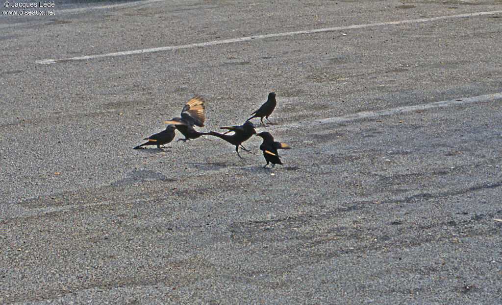 Tristram's Starling