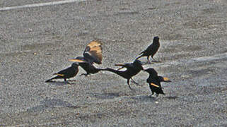 Tristram's Starling