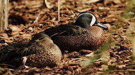 Sarcelle à ailes bleues