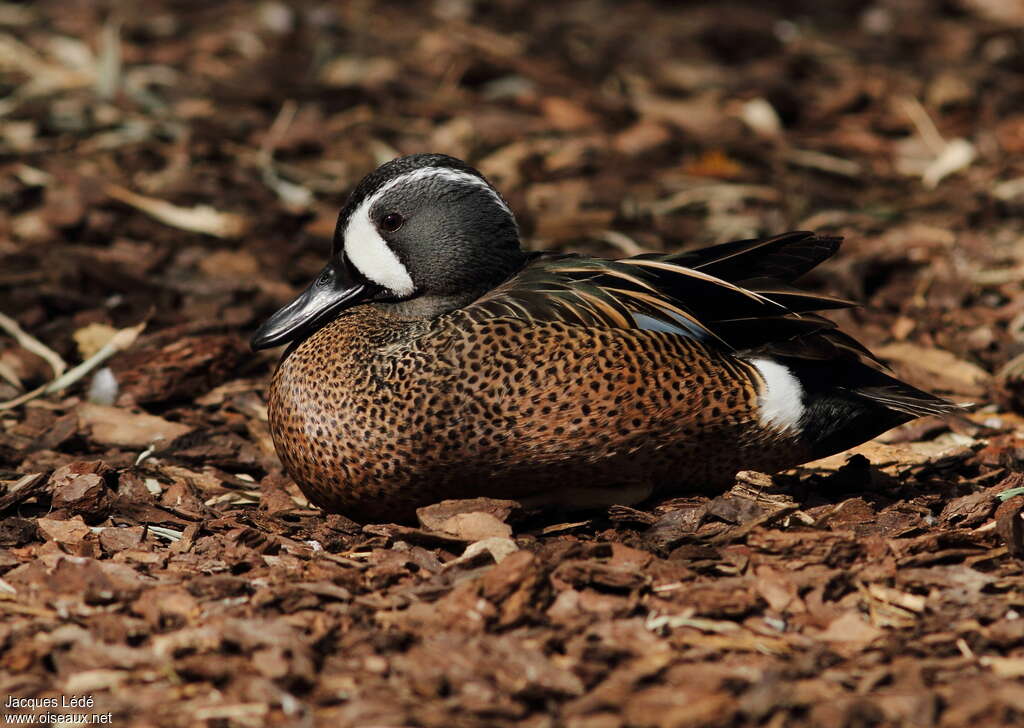 Blue-winged Teal male adult, identification