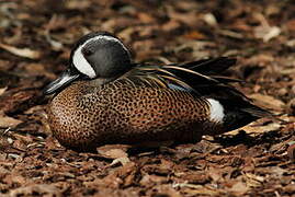 Blue-winged Teal