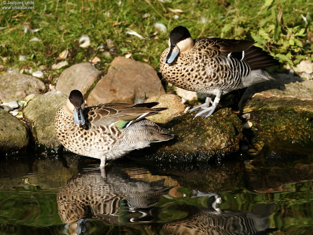 Silver Teal