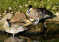 Silver Teal