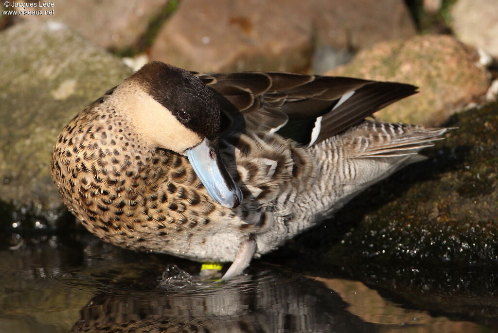 Silver Teal