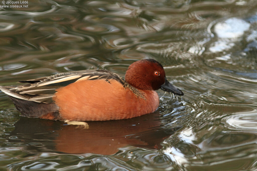 Cinnamon Teal