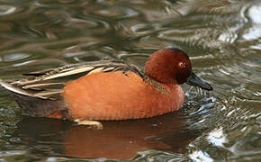 Cinnamon Teal