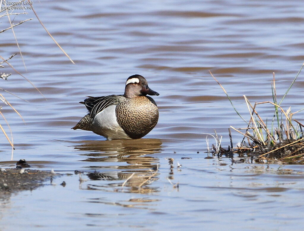 Garganey