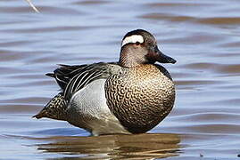 Garganey