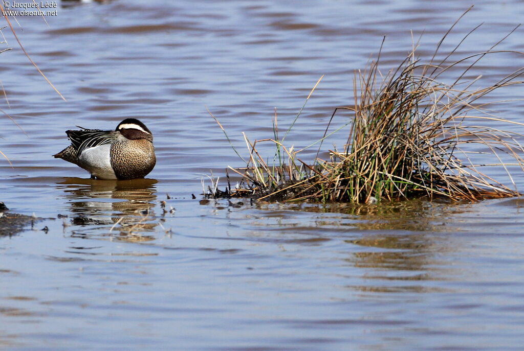 Garganey