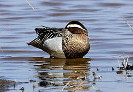 Garganey