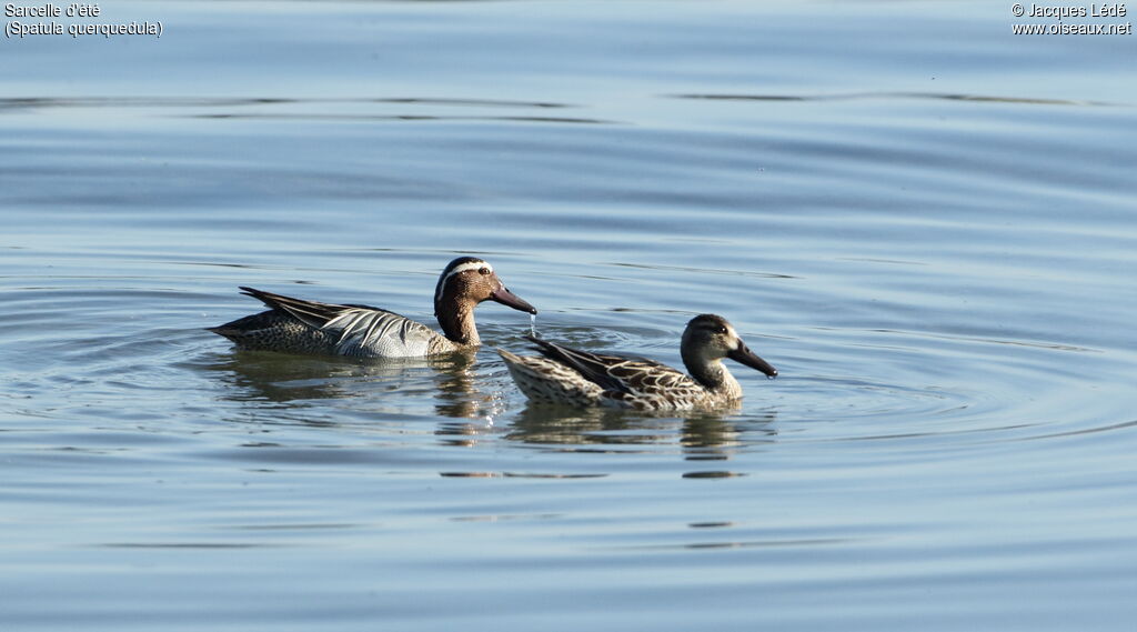 Garganey