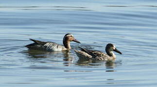 Garganey