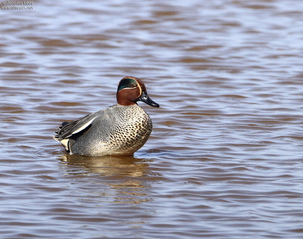 Eurasian Teal