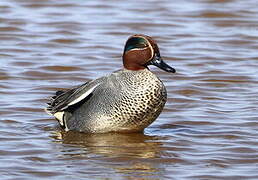 Eurasian Teal