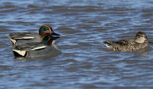 Eurasian Teal