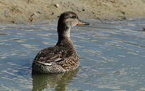 Eurasian Teal