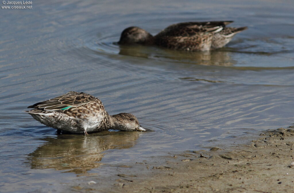 Eurasian Teal