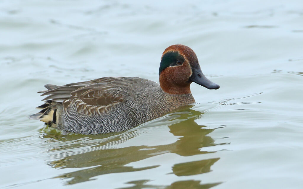 Eurasian Teal