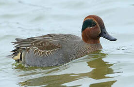 Eurasian Teal