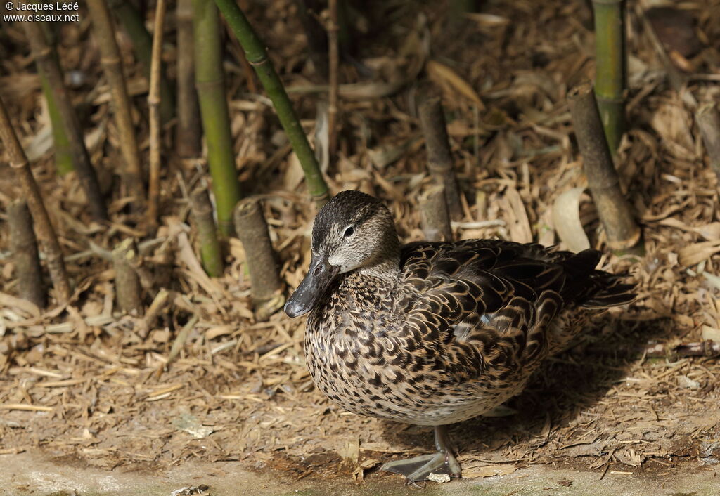 Bernier's Teal