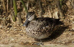 Bernier's Teal