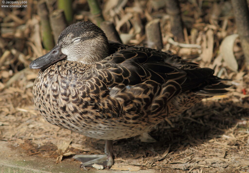 Bernier's Teal