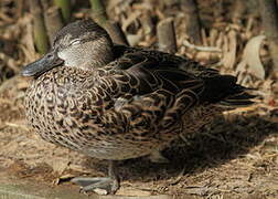 Bernier's Teal