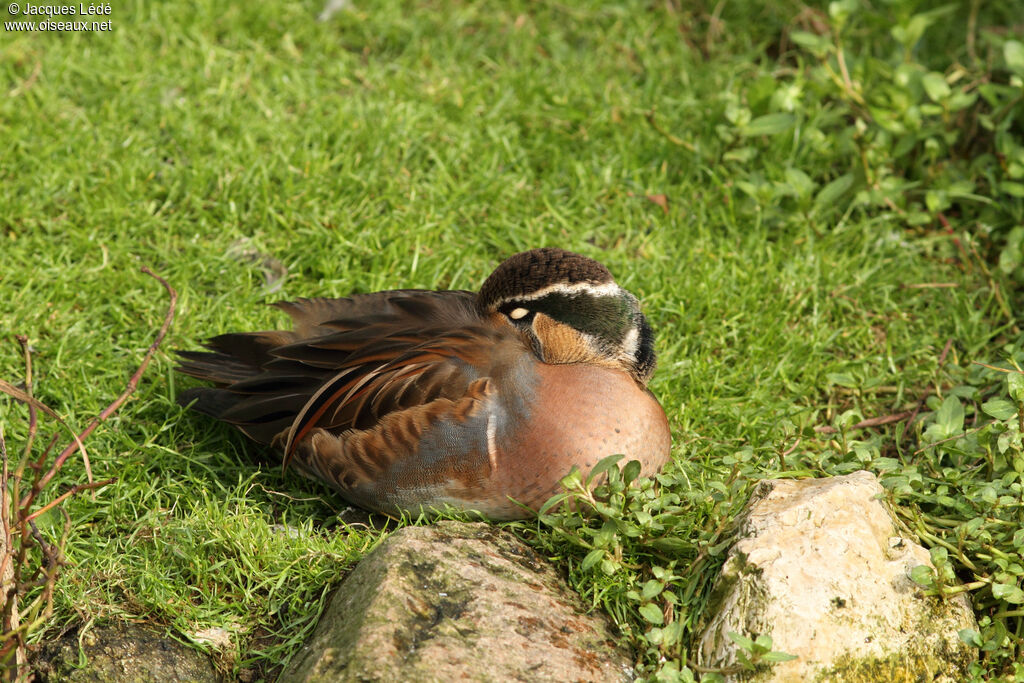 Baikal Teal