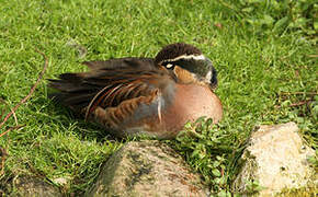 Baikal Teal