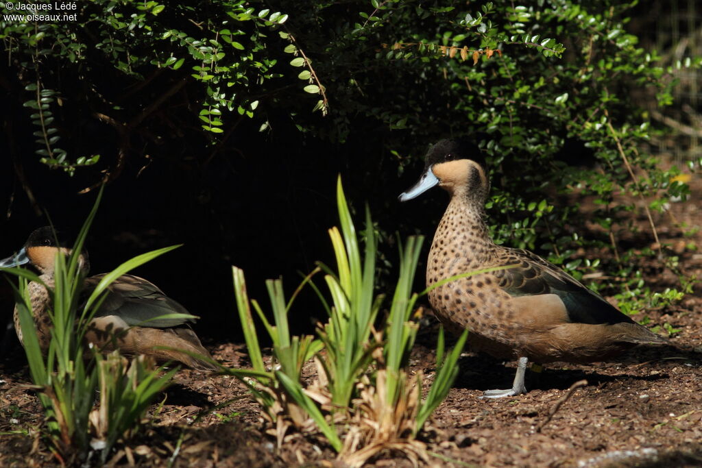 Blue-billed Teal