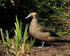 Blue-billed Teal