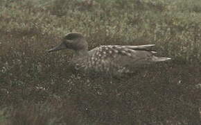 Marbled Duck