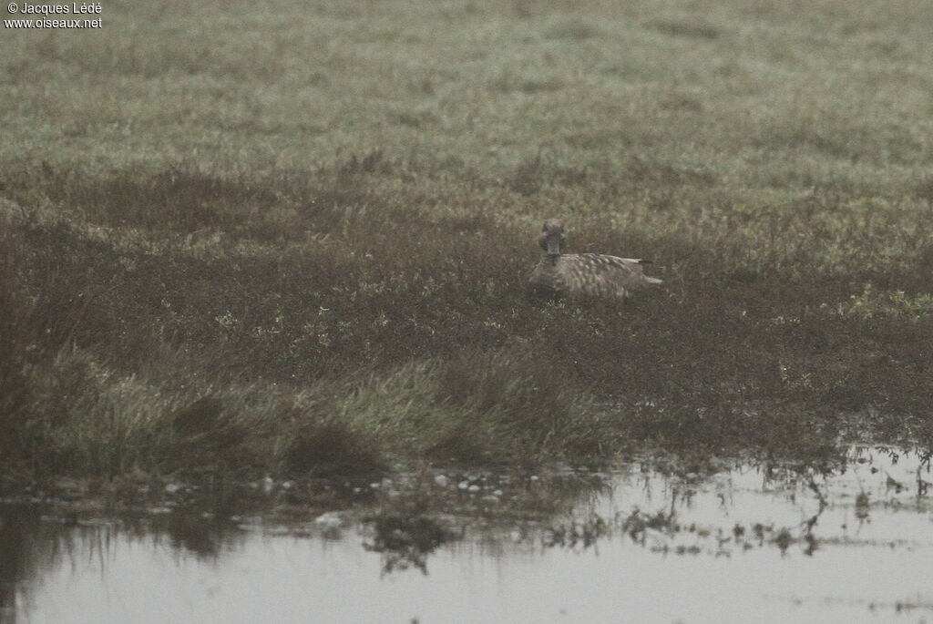 Marbled Duck