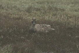 Marbled Duck