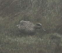 Marbled Duck