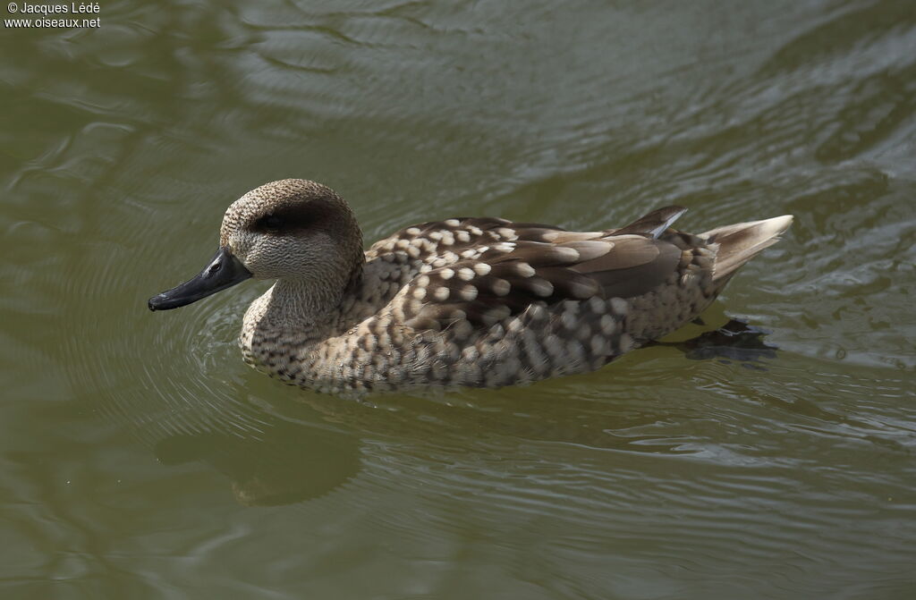 Marbled Duck