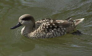 Marbled Duck